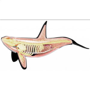 4D Vision – Orca Anatomy Model