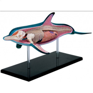 4D Vision – Dolphin Anatomy Model