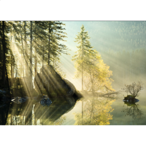 Magic Forests: Morning Glow