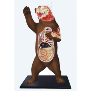 4D Vision – Brown Bear Anatomy Model