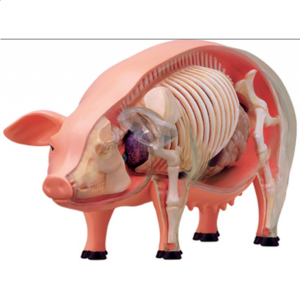 4D Vision – Pig Anatomy Model