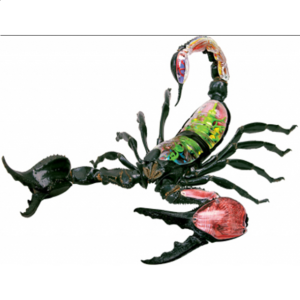 4D Vision – Scorpion Anatomy Model