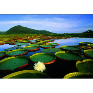 Heye Victoria Lily Theo Allofs Puzzles (1000-Piece)