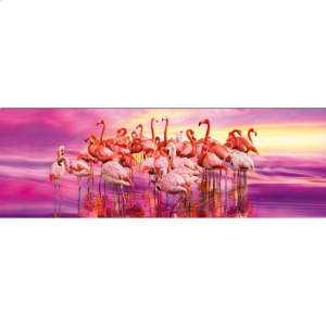 Panorama: Flamingo Dance