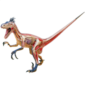 4D Vision – Deluxe Velociraptor Anatomy Model