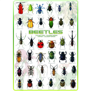 Beetles