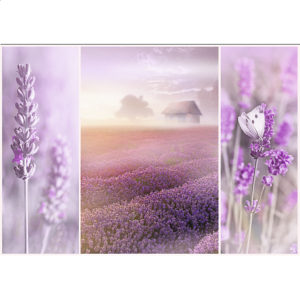Lavender Field