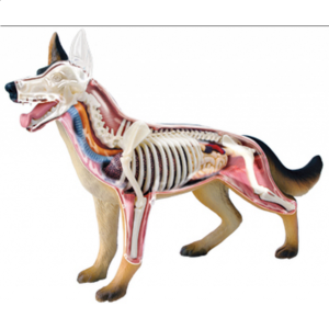 4D Vision – Dog Anatomy Model
