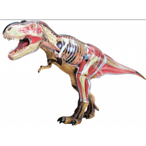4D Vision – Deluxe Tyrannosaurus Rex Anatomy Model