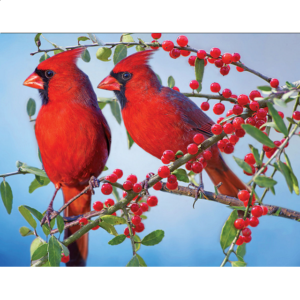 Colorluxe: Pretty Red Cardinals