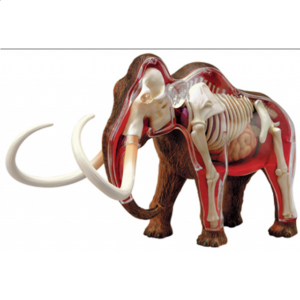 4D Vision – Woolly Mammoth Anatomy Model