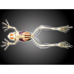 4D Vision – Frog – Full Skeleton Model