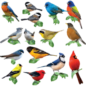 Songbirds: 15 Mini Shaped Puzzles