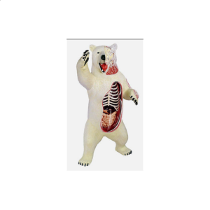 4D Vision – Polar Bear Anatomy Model