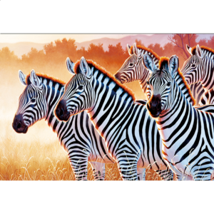 Zebras