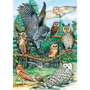 North American Owls – Tray Puzzle
