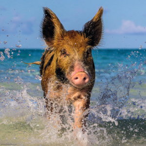 WeingARTen Edition: Paradise Pig