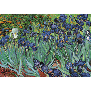 Vincent Van Gogh – Irises
