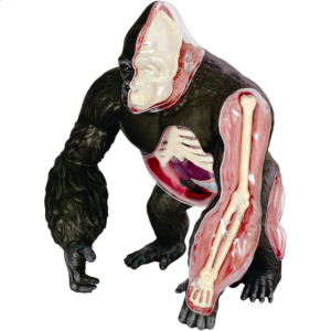 4D Vision – Gorilla Anatomy Model