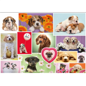 Friends On Four Paws