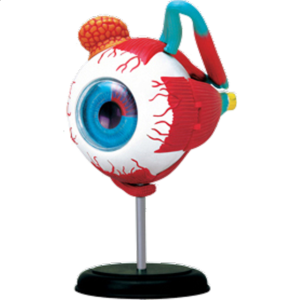 4D Human Anatomy – Eyeball