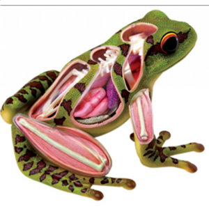 4D Vision – Frog Anatomy Model