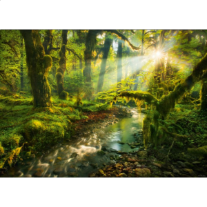 Magic Forests: Spirit Garden