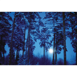 Magic Forests: Full Moon