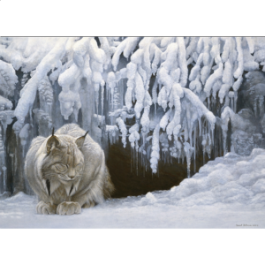 Dozing Lynx