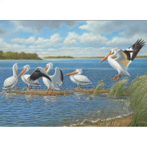 Pelicans
