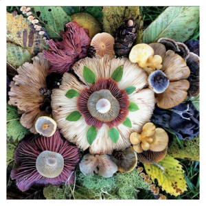 Mushrooms: Discovery Park