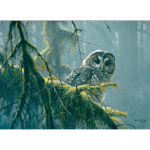 Mossy Branches – Spotted Owl – Large Piece