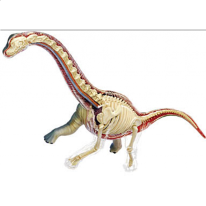 4D Vision – Brachiosaurus Anatomy Model