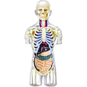 4D Human Anatomy – Transparent Torso