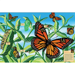 Floor Puzzle: Life Cycle of a Monarch Butterfly