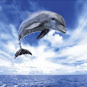 WeingARTen Edition: Dolphin