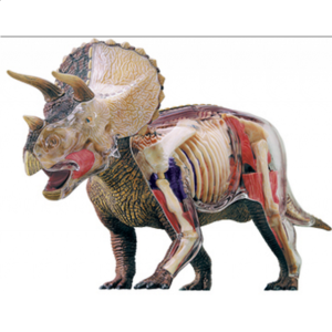 4D Vision – Deluxe Triceratops Anatomy Model