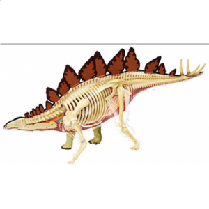 4D Vision – Stegosaurus Anatomy Model