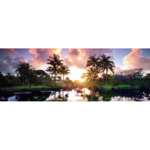 AVH Panorama: Palm Trees