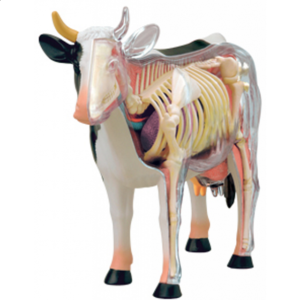 4D Vision – Cow Anatomy Model