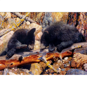 Animal Planet – Black Bear