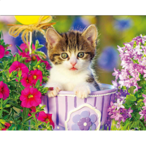 Colorluxe: Tabby Kitten in the Garden