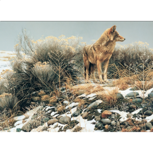 Coyote In Winter Sage