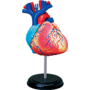 4D Human Anatomy – Heart