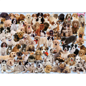 Dogs Galore!