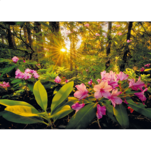 Magic Forests: Rhododendron