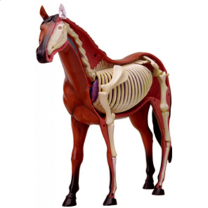 4D Vision – Horse Anatomy Model