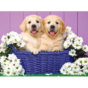 Colorluxe: Puppy Basket