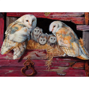 Barn Owls