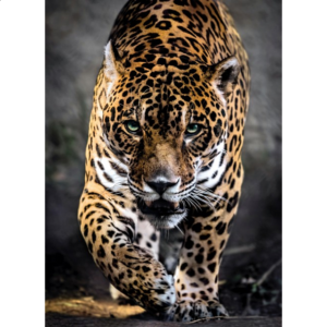 Walk of the Jaguar